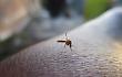 Nuovo caso di West Nile virus in Ciociaria