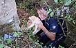 Un cane messo in salvo dalla polizia
