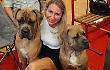 World Cane Corso Monographic 2025 ad Anagni