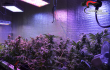 Serra di cannabis in casa. Maxi operazione dei carabinieri