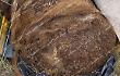 Carcassa di un pony occultata, trovata da escursionisti