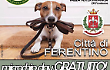 Microchip gratis contro l’abbandono dei cani, al via la campagnacampagna