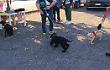 Grande successo per la manifestazione “Cani in Città” 