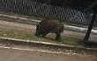 Investe un cinghiale nella notte