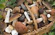 Arriva il corso di micologia per raccoglitori di funghi