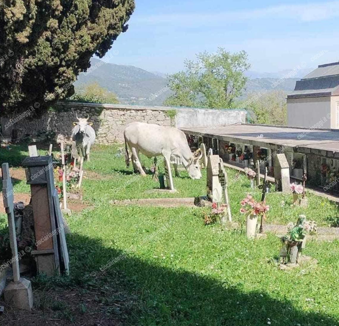 Due mucche avvistate al cimitero di Veroli 