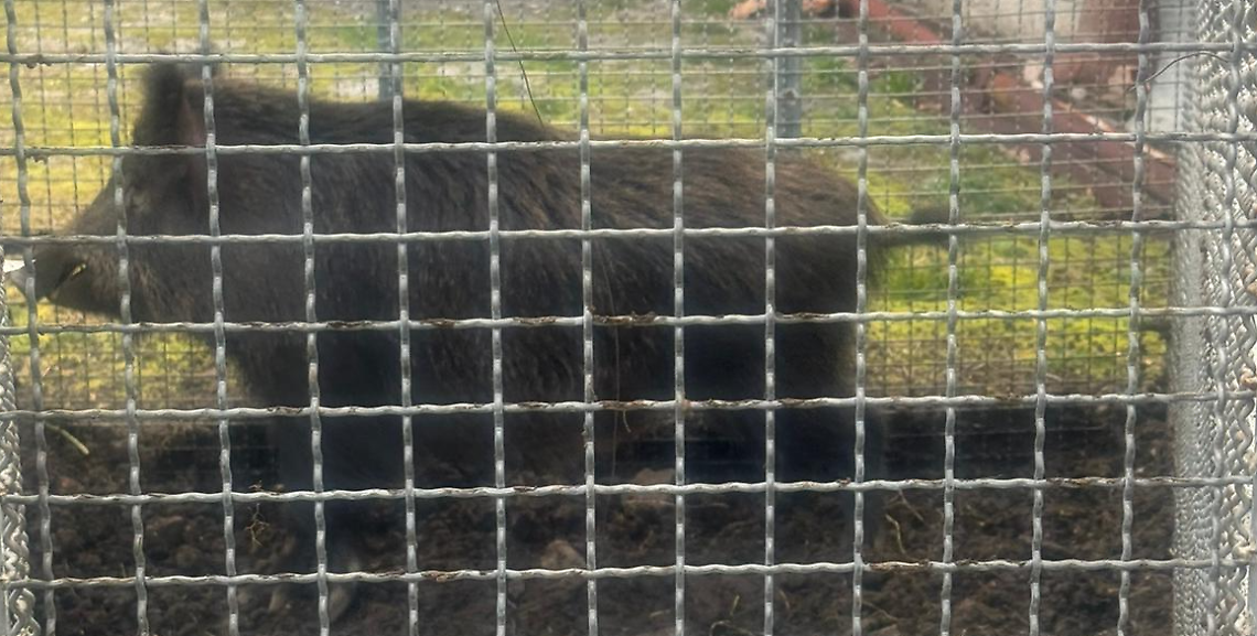 cinghiale gabbia