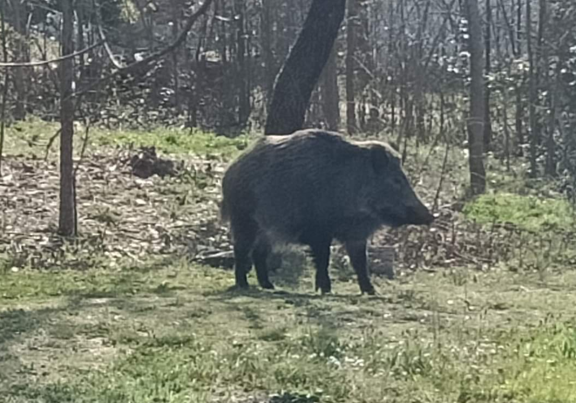 Si trova un cinghiale in giardino e cade