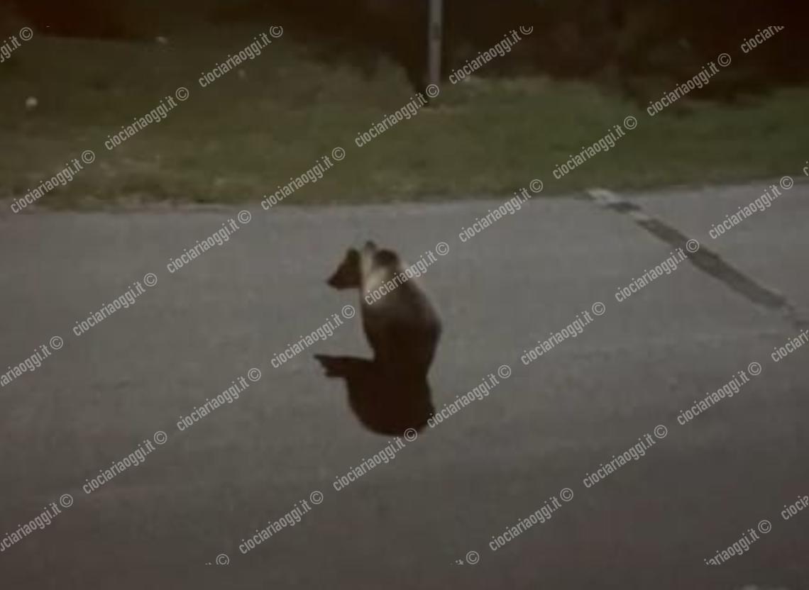 Avvistato un orso a spasso tra i frutteti