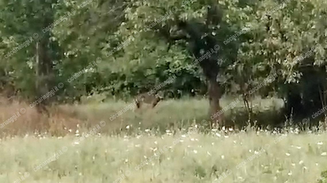 Lupo atina