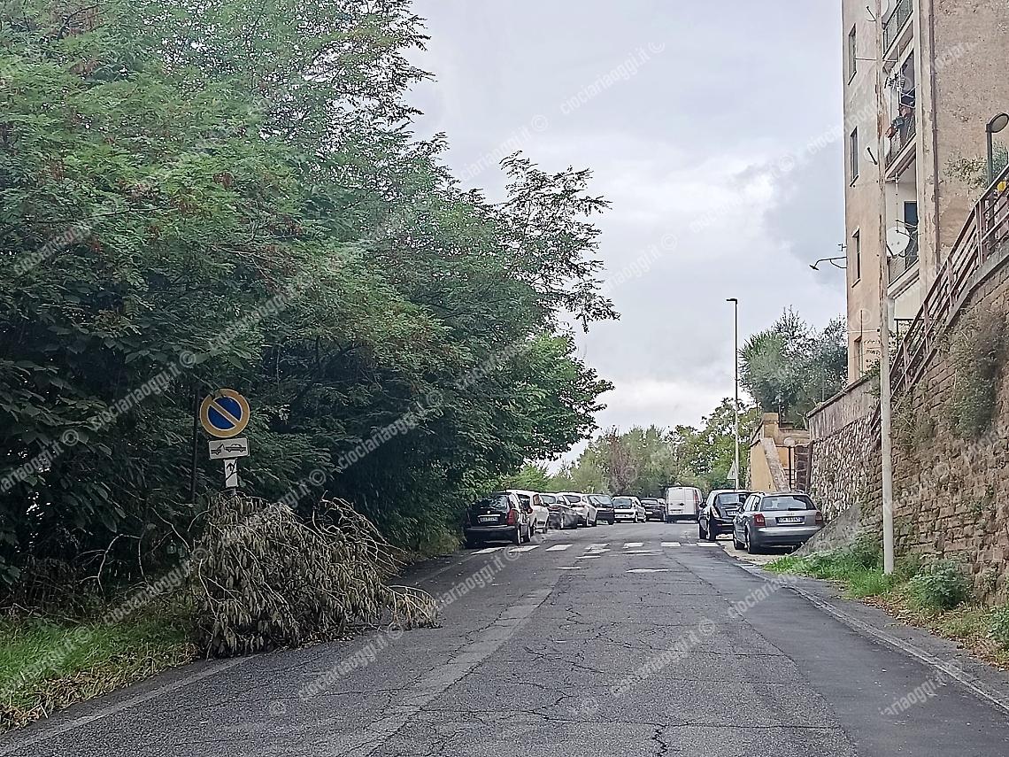 Ramo caduto in strada. Dopo dieci giorni nessun intervento