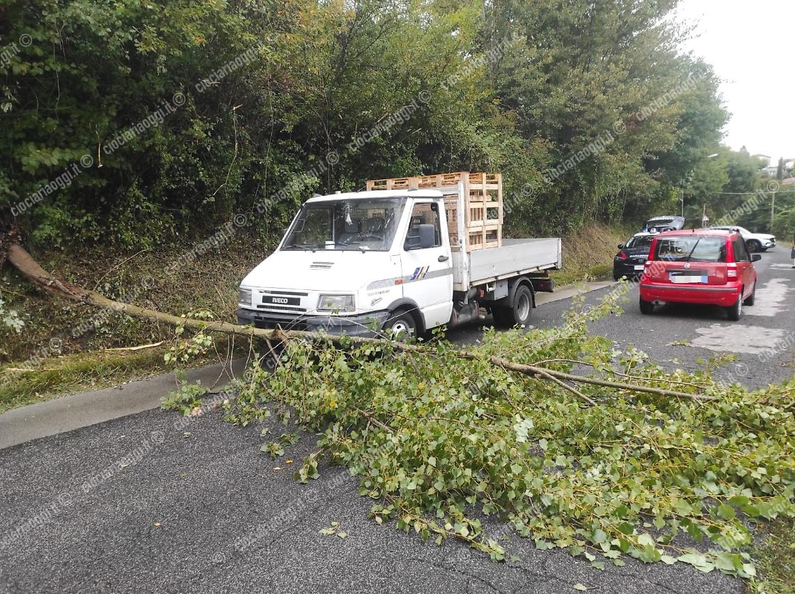 Maltempo, danni e disagi. Un albero cade sulla strada