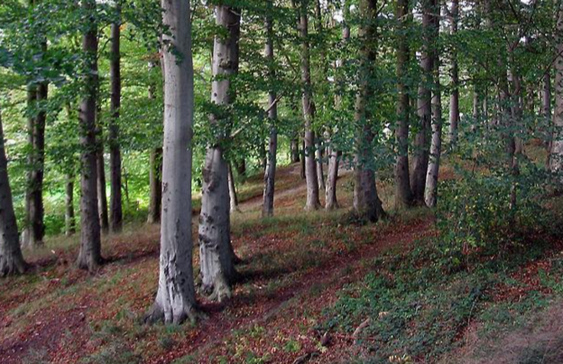 bosco faito ceccano