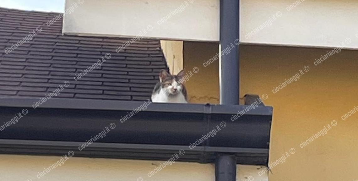 gatto ceccano