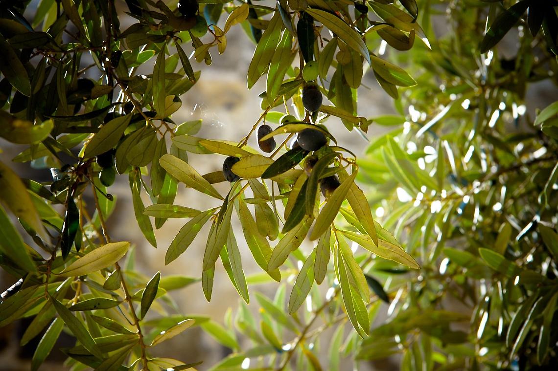 olive pixabay