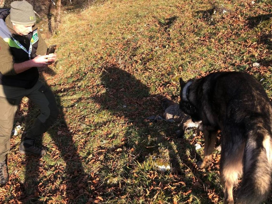 Animali morti nell’area del Parco. Forse avvelenati