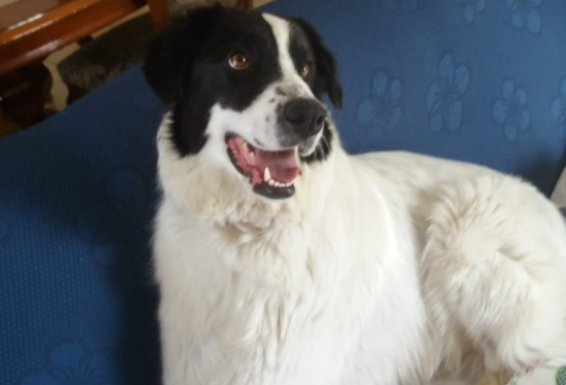 Cane avvelenato. Presentata denuncia  contro ignoti