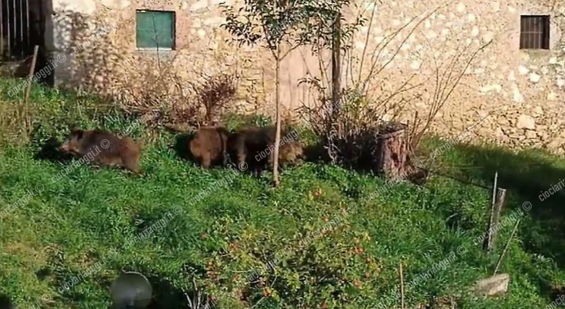 Cinghiali immortalati nei giardini delle abitazioni 