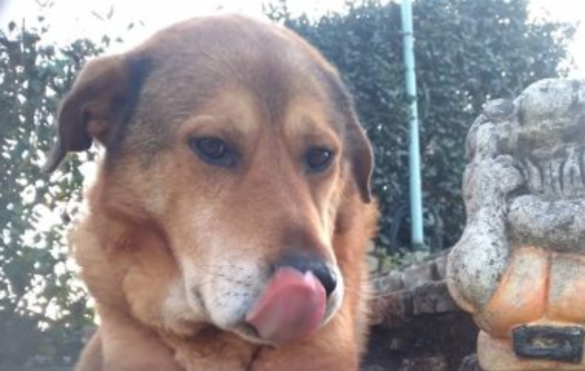 Rubano nella sua abitazione e avvelenano il cane