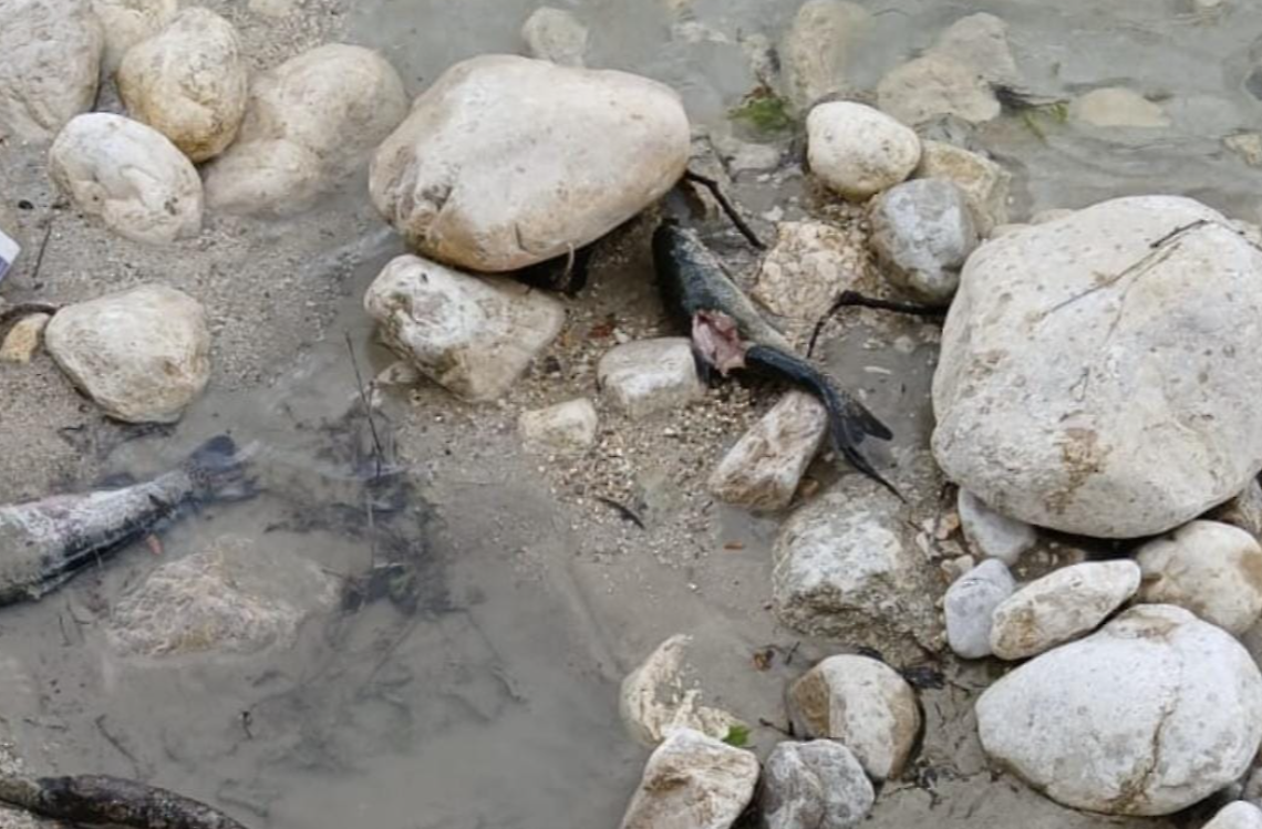 Rinvenuti pesci morti nel torrente Mollarino