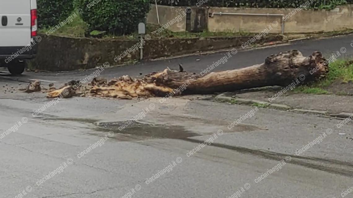 Un platanocade in via MoroTanta paurama nessun danno