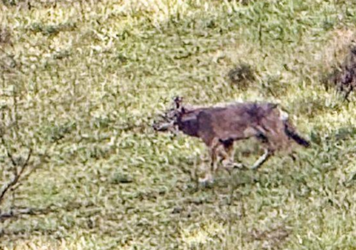 Avvistato un lupo in zona Colle Rasoio: il racconto