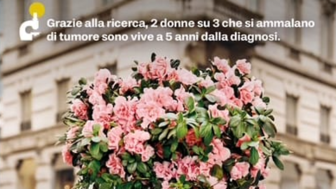 Torna l’azalea della ricerca. Appuntamento nelle piazze
