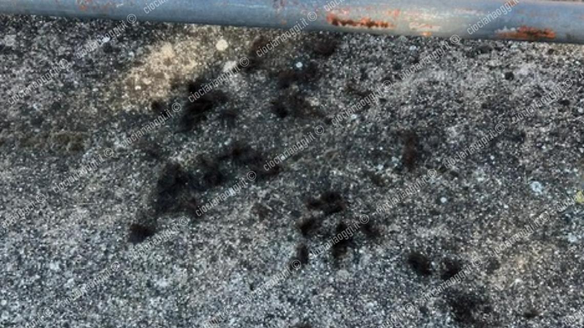 Ciocche di capelli davanti al suo negozio. La titolare sporge denuncia 