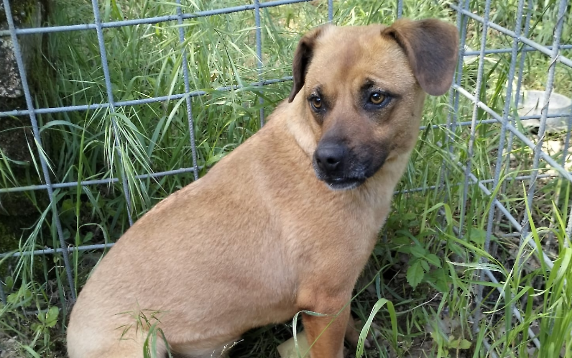 Sconto sulla Tari per chi adotta un cane
