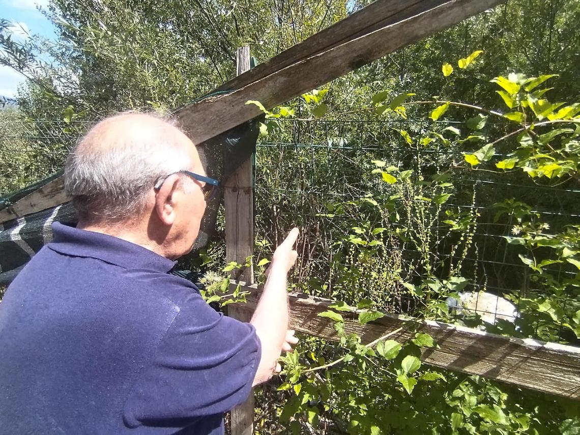 Morsa da un serpente nel quartiere delle "baracche"