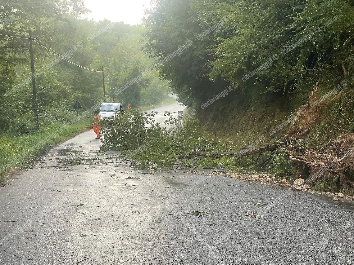 Cade un albero lungo la strada: soccorsi al lavoro per mettere l'area in sicurezza