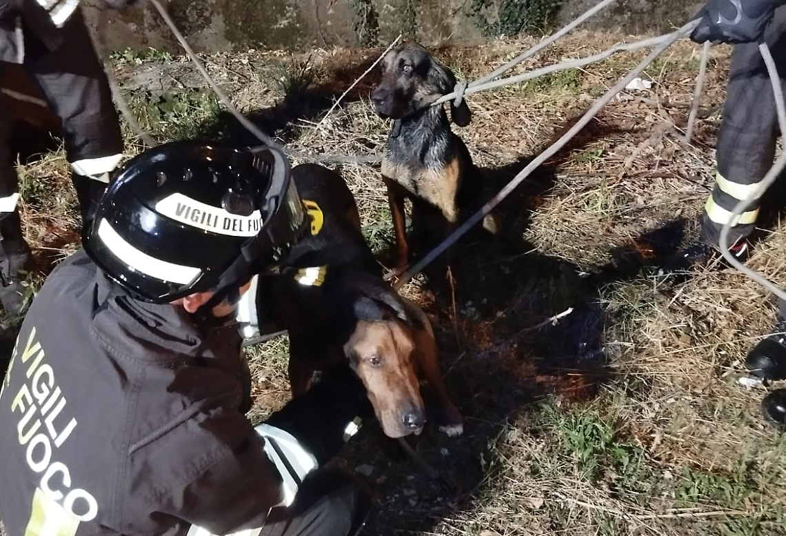 Due cani cadono in un canale: salvati dai vigili del fuoco