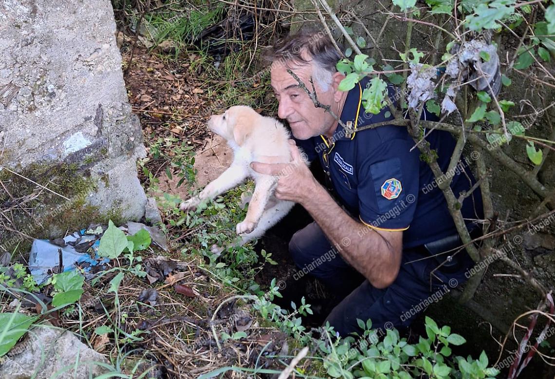 Un cane messo in salvo dalla polizia