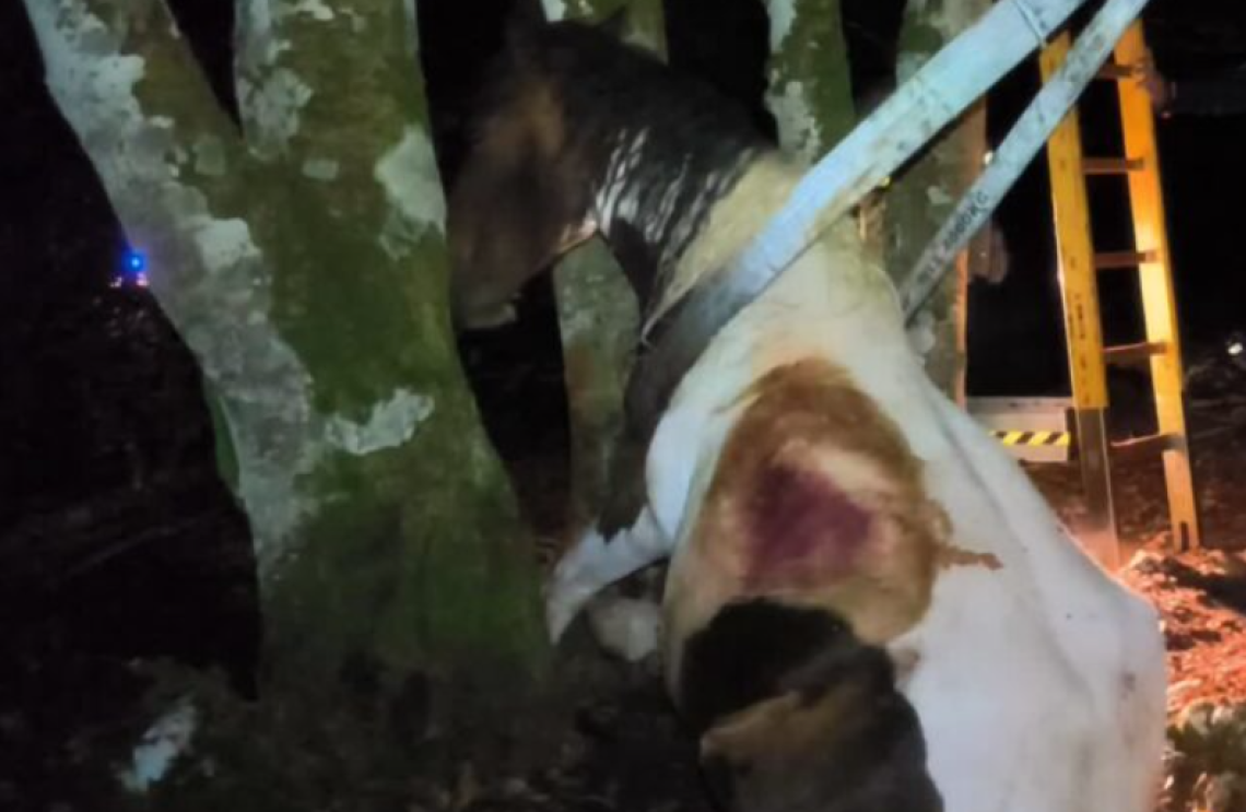 Cavallo resta incastrato tra due alberi, salvato dai vigili del fuoco
