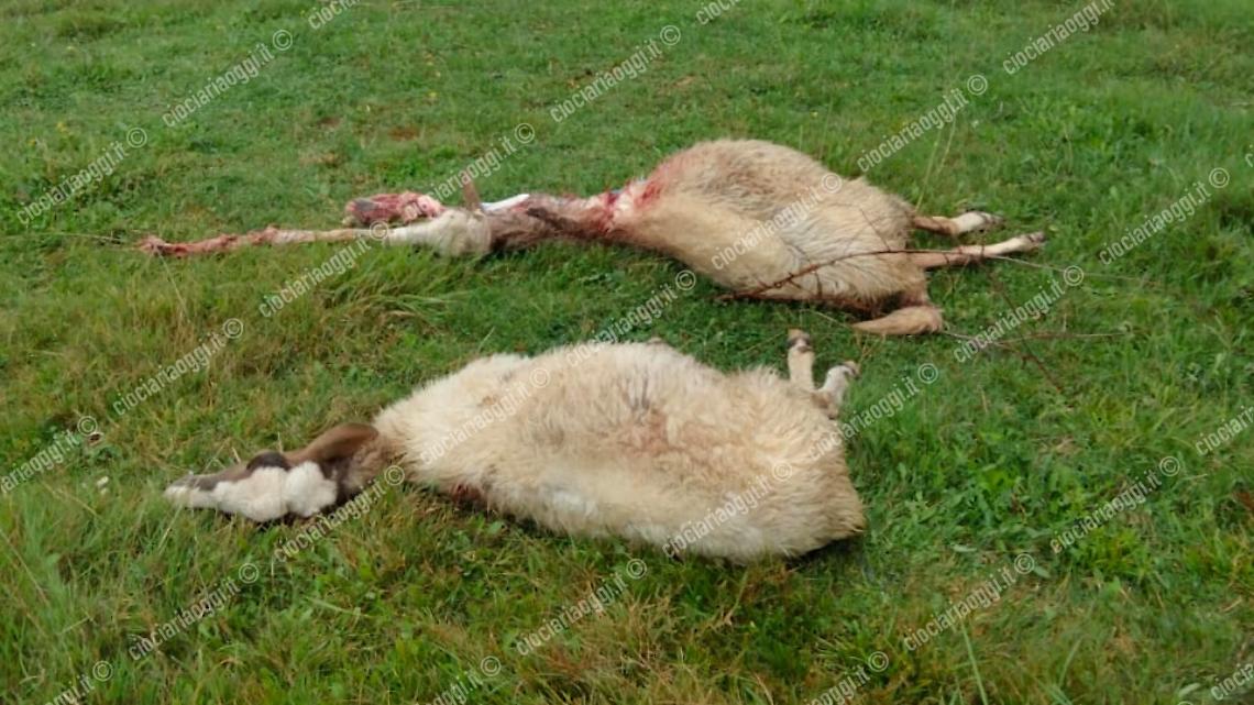 Strage di ovini: sbranati due agnelli e due pecore gravide