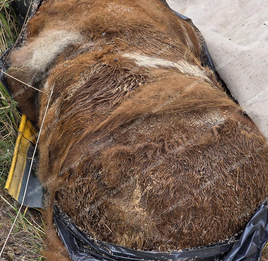 Carcassa di un pony occultata, trovata da escursionisti