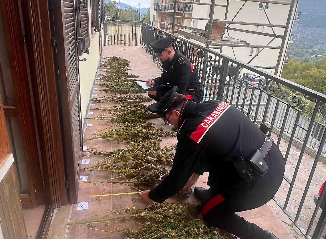 In casa con piante di marijuana: arrestato 
