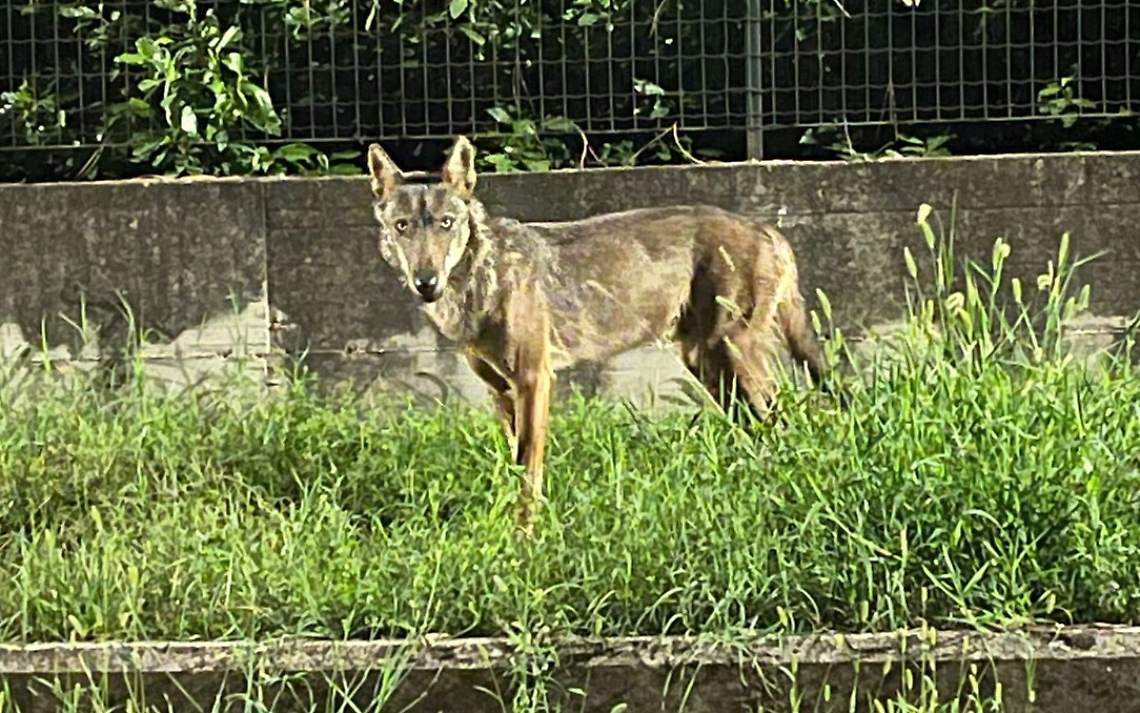 Nuovi avvistamenti di lupi. Allarme tra i residenti