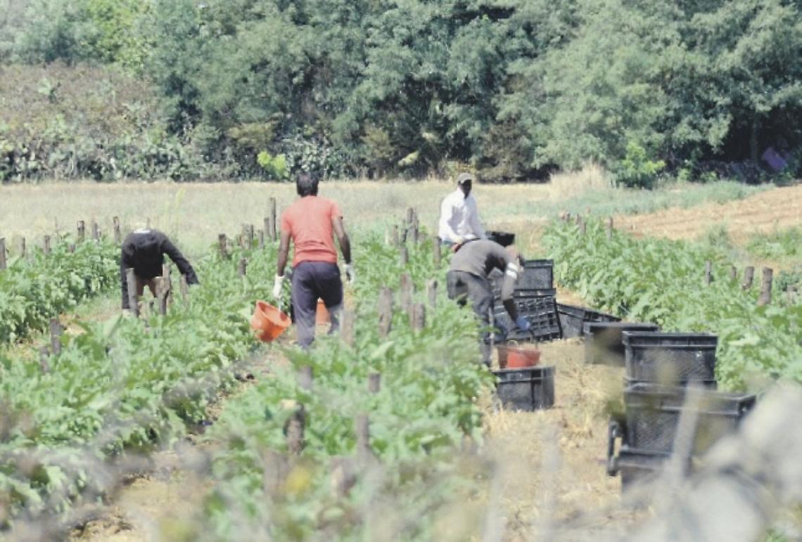 Agricoltura, numeri in crescita