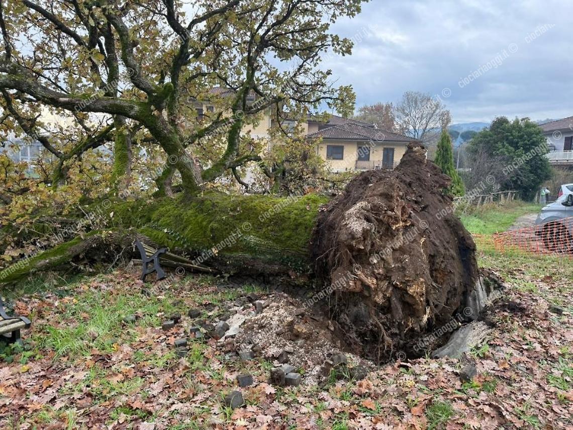 Il crollo di "Gaia", la quercia di via Gaeta 
