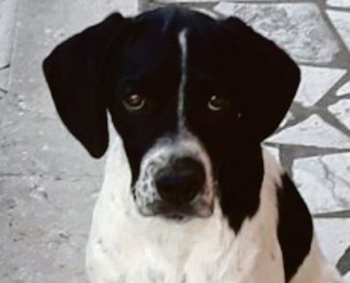 Cane fugge per i botti e muore 