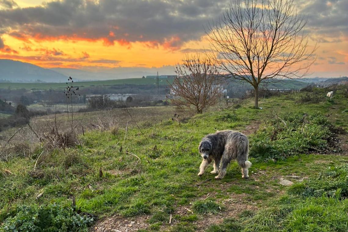 Cagnolone disperato vaga in localit&agrave; Cangiano
