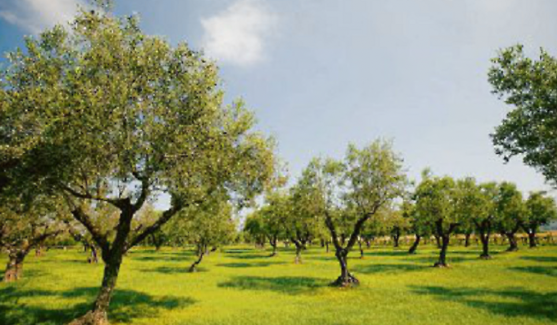 Olivocoltura, sfide e prospettive