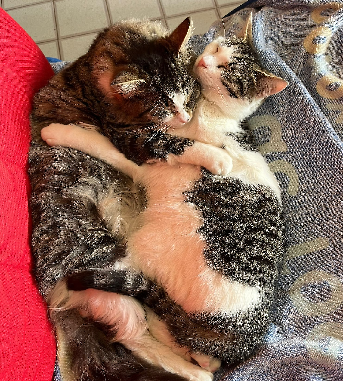 Sterminio di gatti in corso: al lavoro le autorit&agrave;