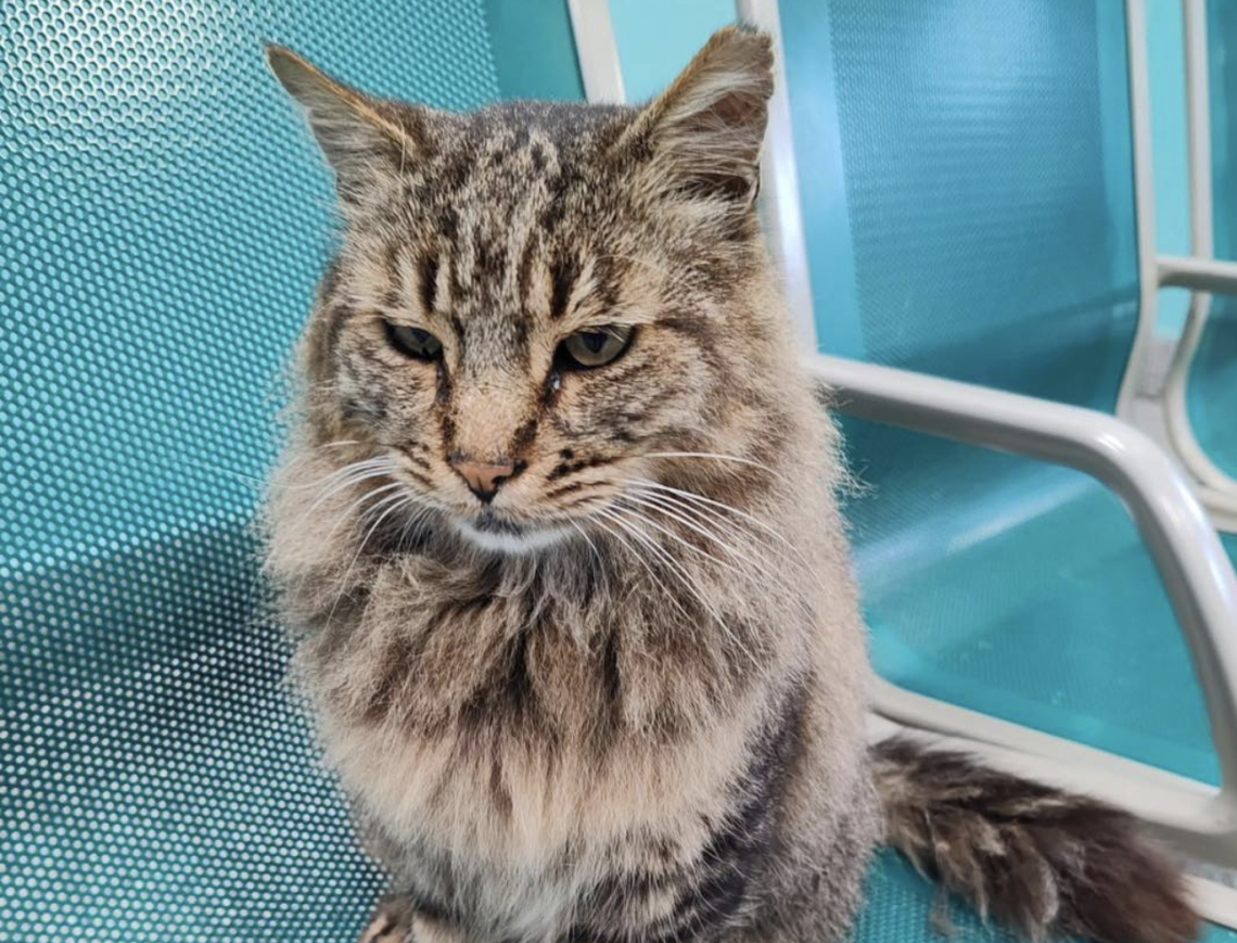 Gatto Cesare ucciso a calci, denunciato un uomo