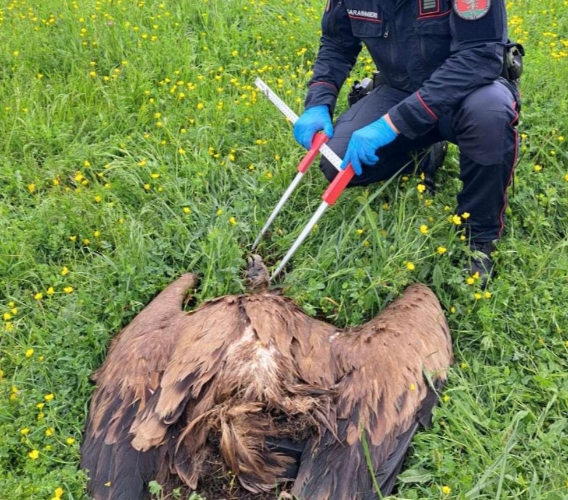 Un grifone trovato morto: si sospetta un avvelenamento