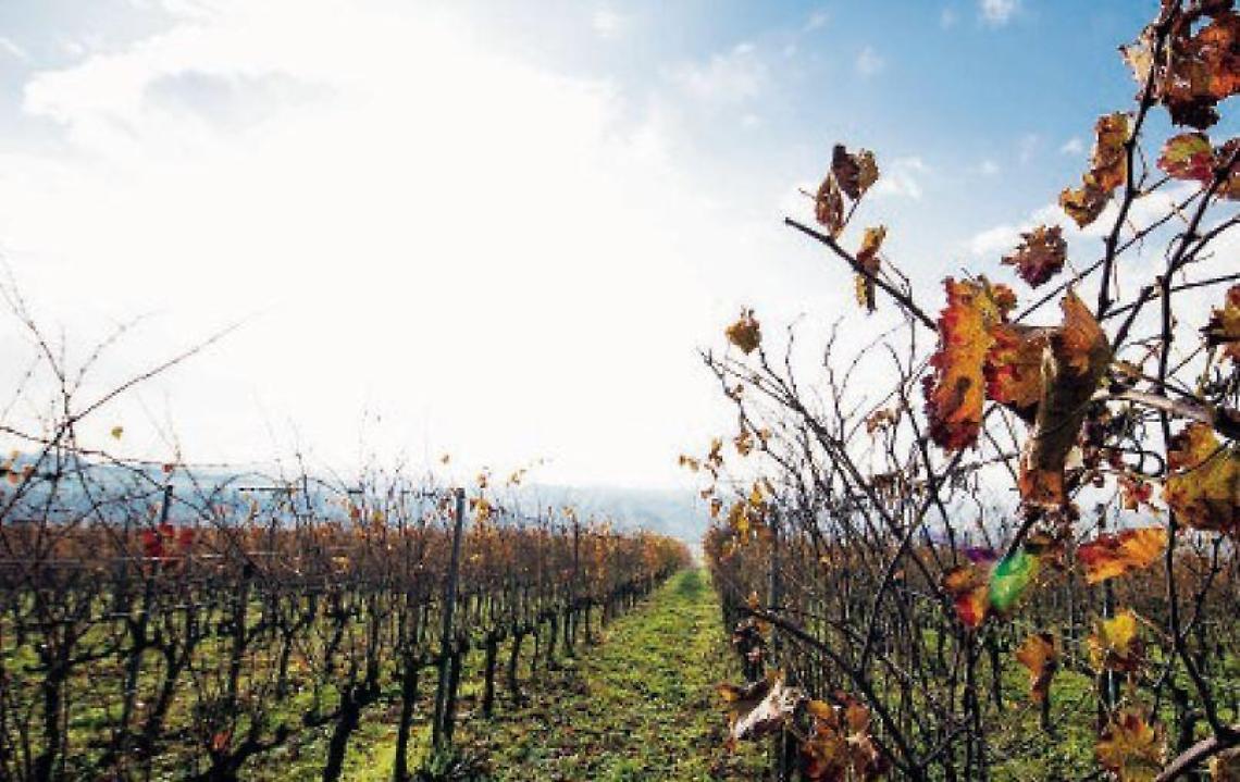 Il food in crisi, bar e ristoranti chiusi: settore vinicolo in grande affanno