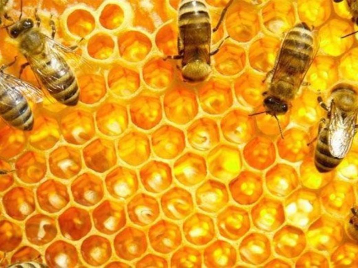 Esce liquido dai loculi: gli operai rimuovono le lapidi e trovano...il miele