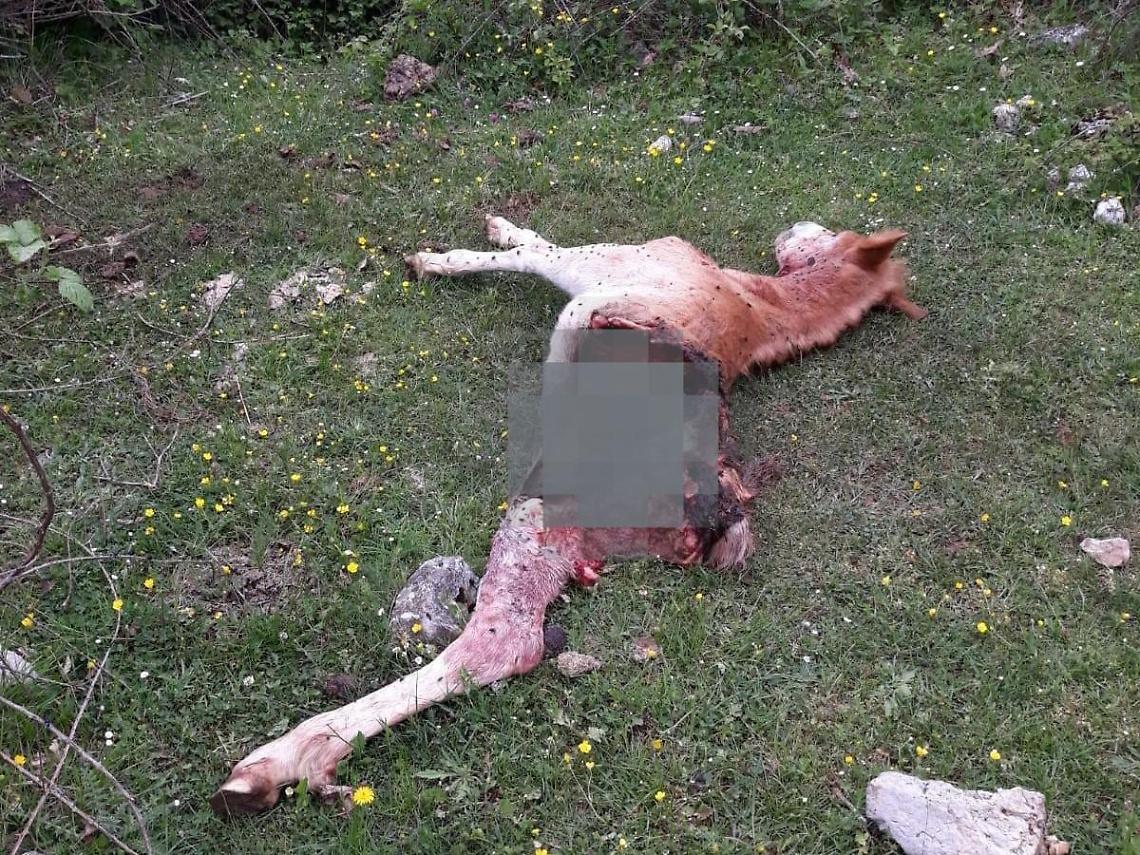 Puledro sbranato dai lupi a pochi chilometri dal centro: paura in paese