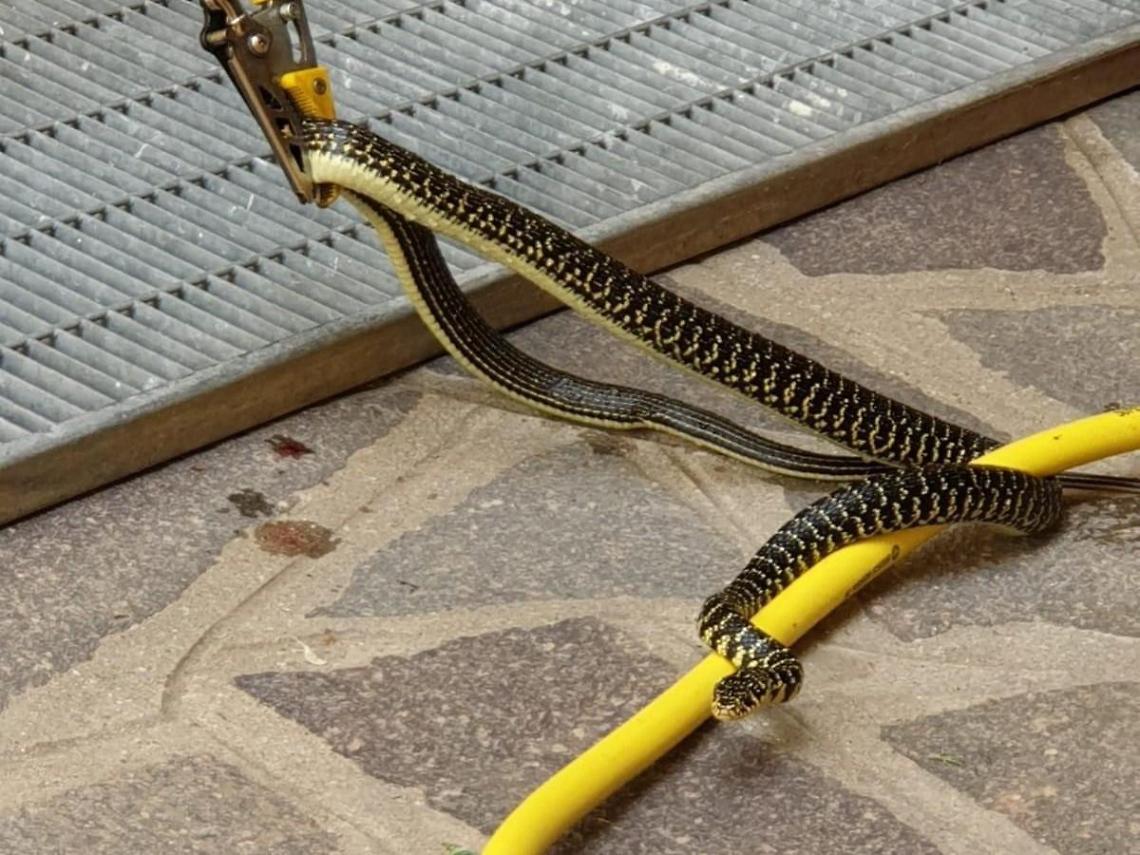 Apre il tubo, ma al posto dell'acqua esce un serpente lungo più di due metri